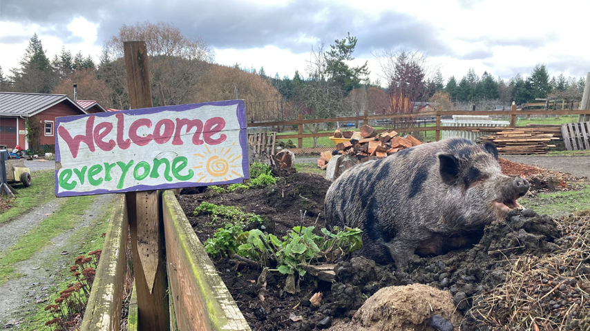 rosie the pig with a welcome sign